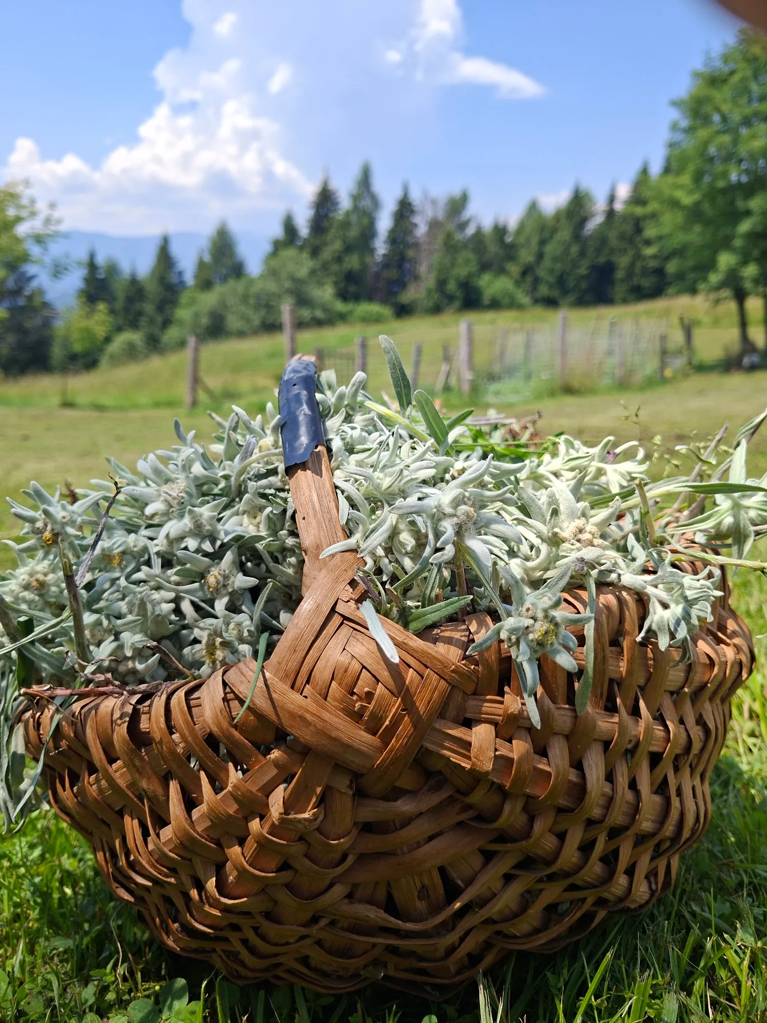 Il cesto, il prato e le montagne