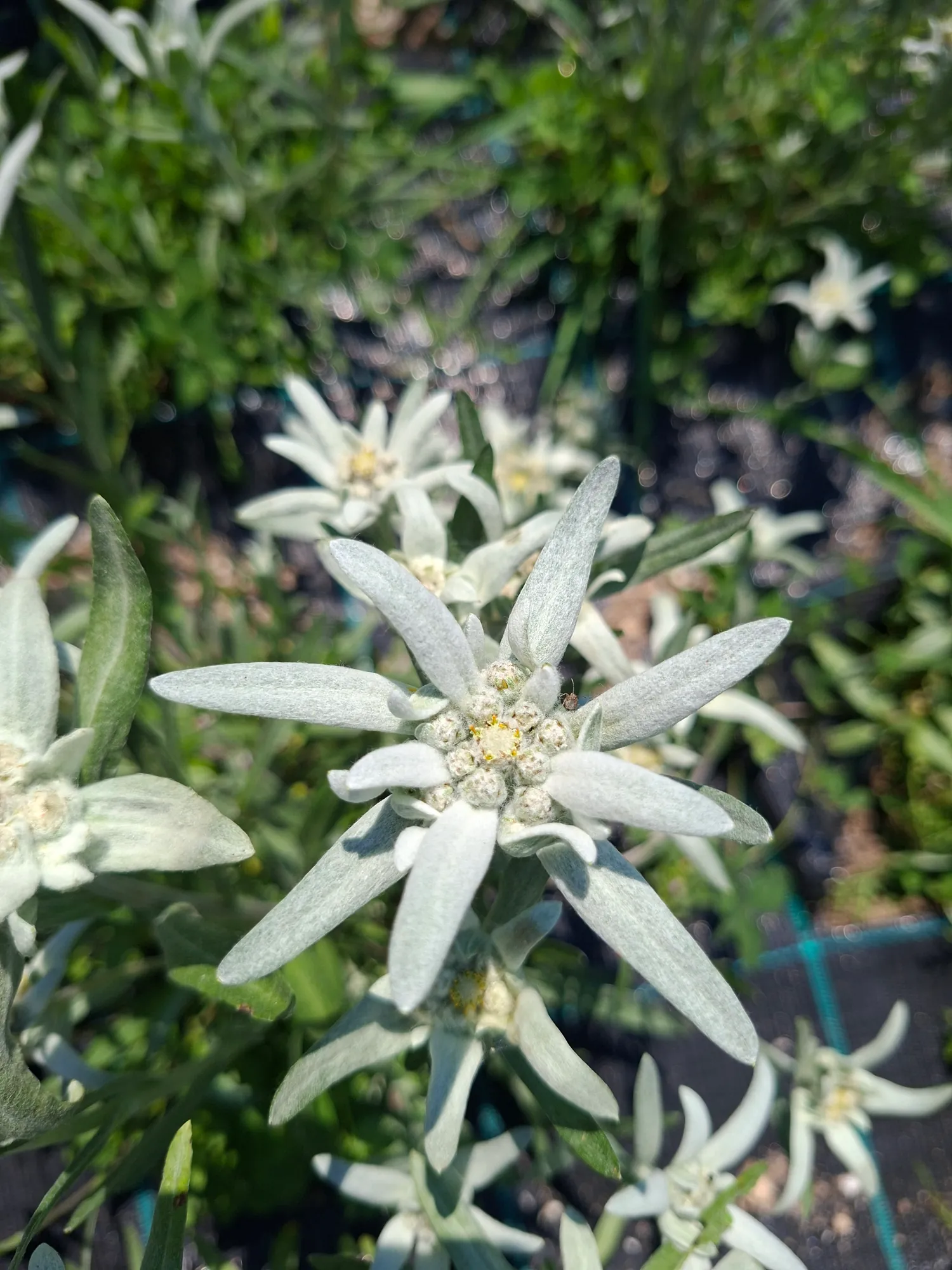 Stella alpina coltivata a Maso Muraro
