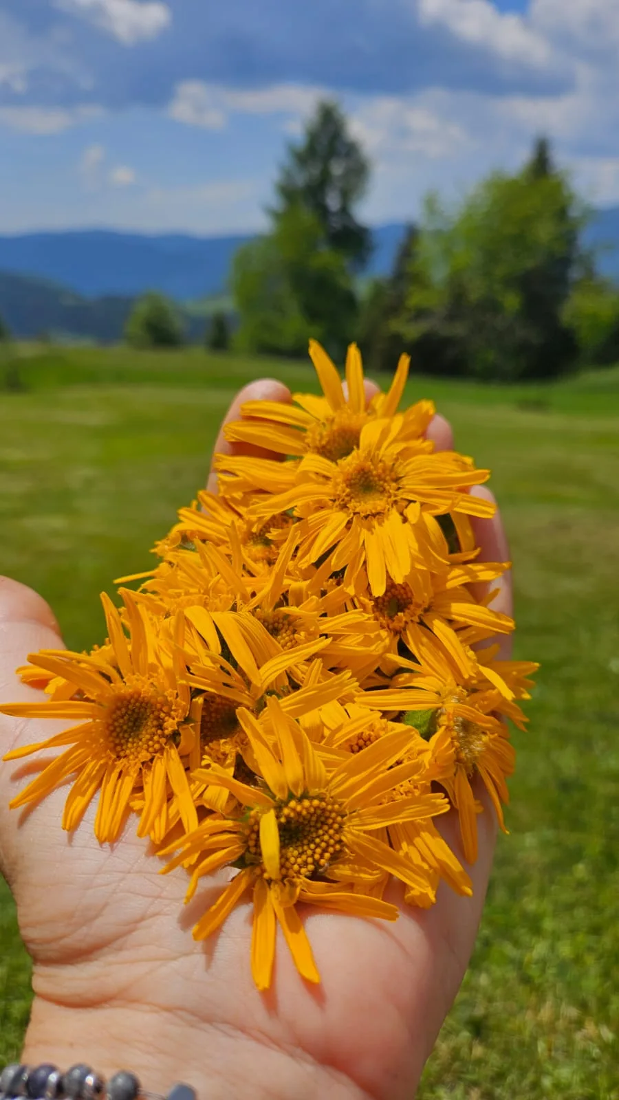 Arnica coltivata a Maso Muraro