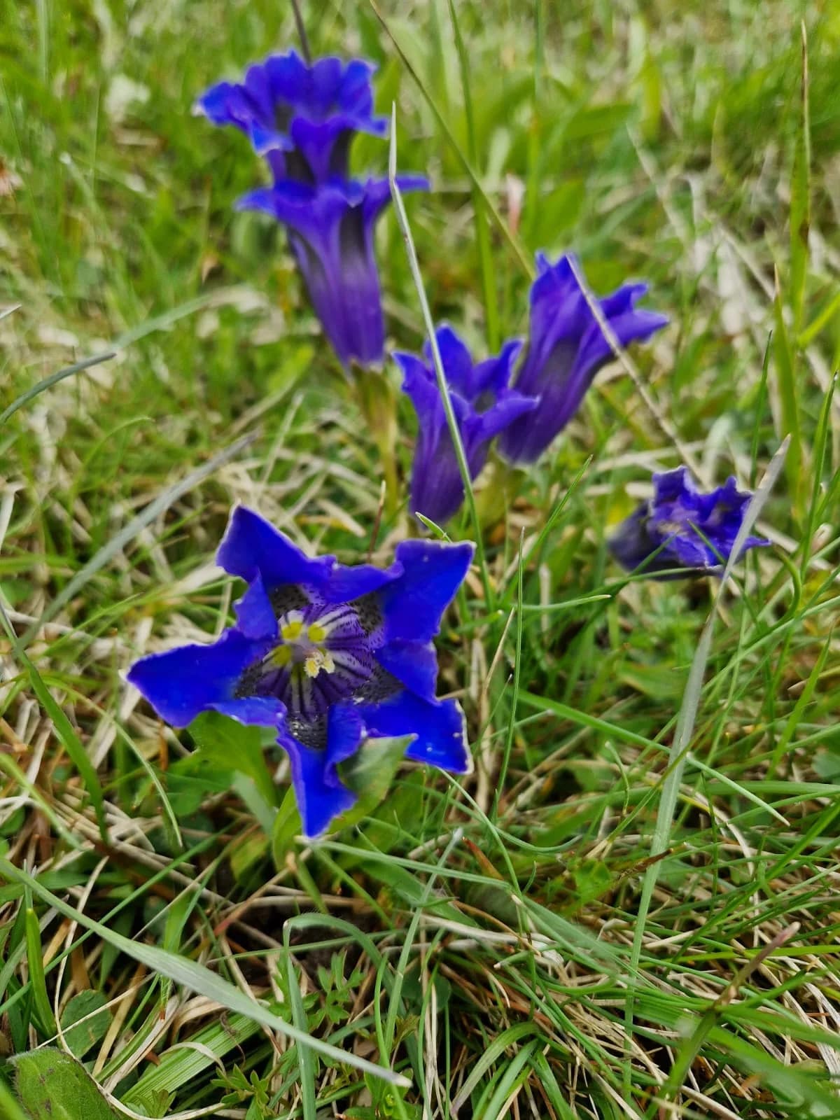Genziana coltivata a Maso Muraro